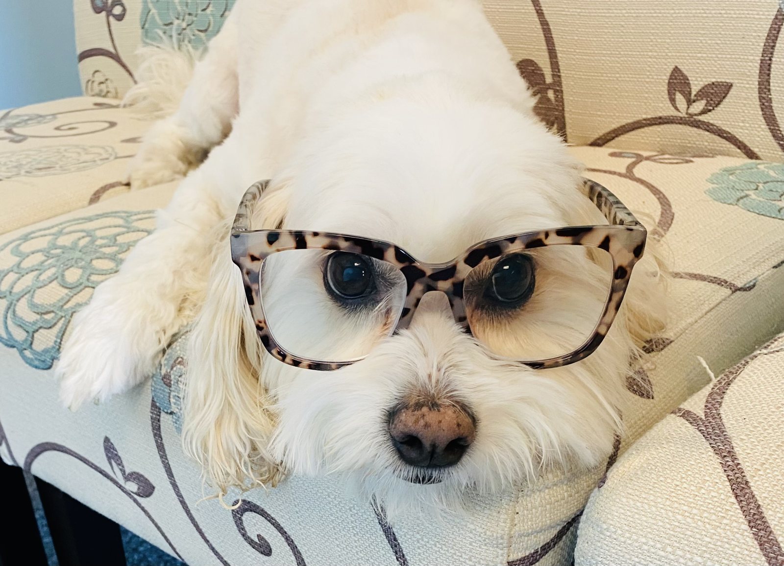 Jackson, office service animal at Organic Mechanics, wearing reading glasses like the boss he was